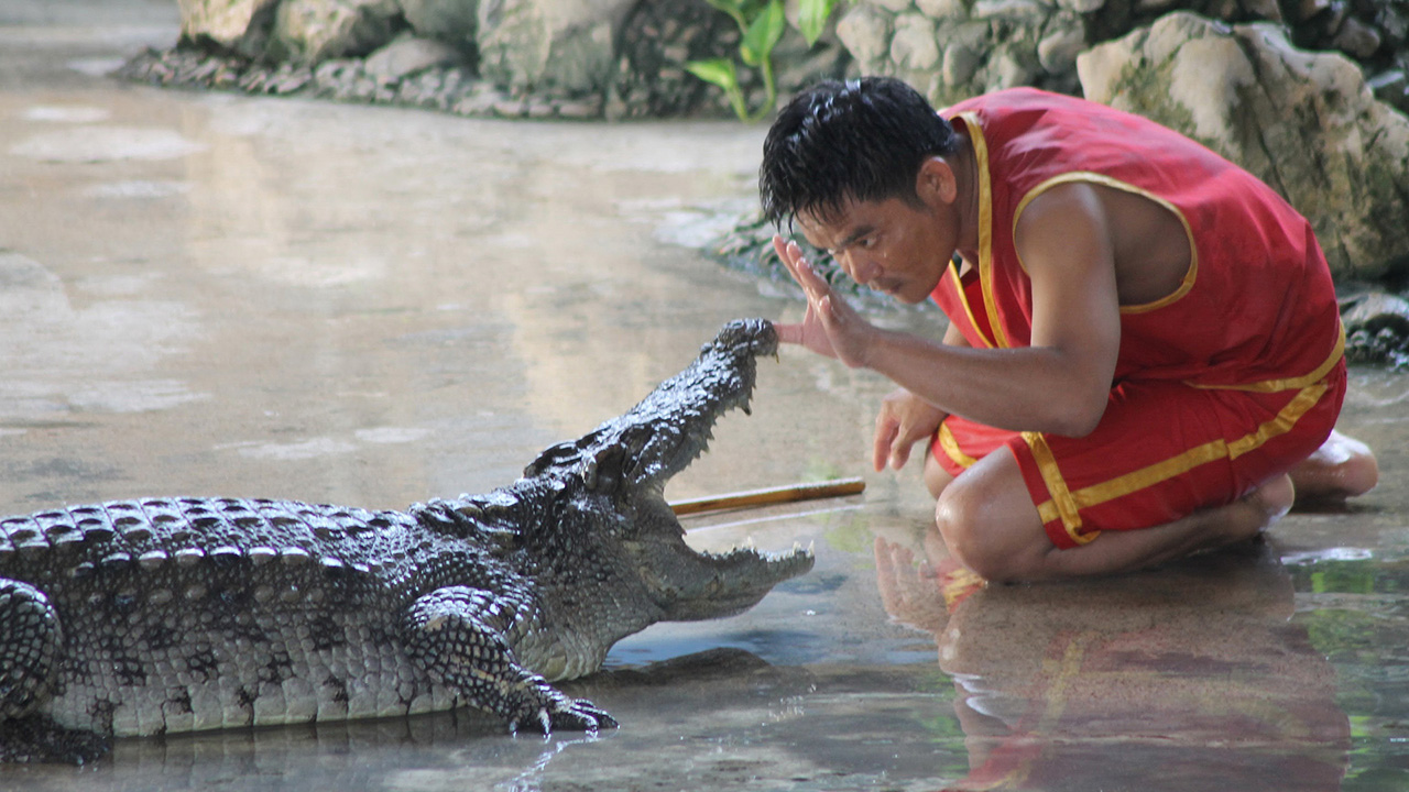 Crocodile Wrestling Show