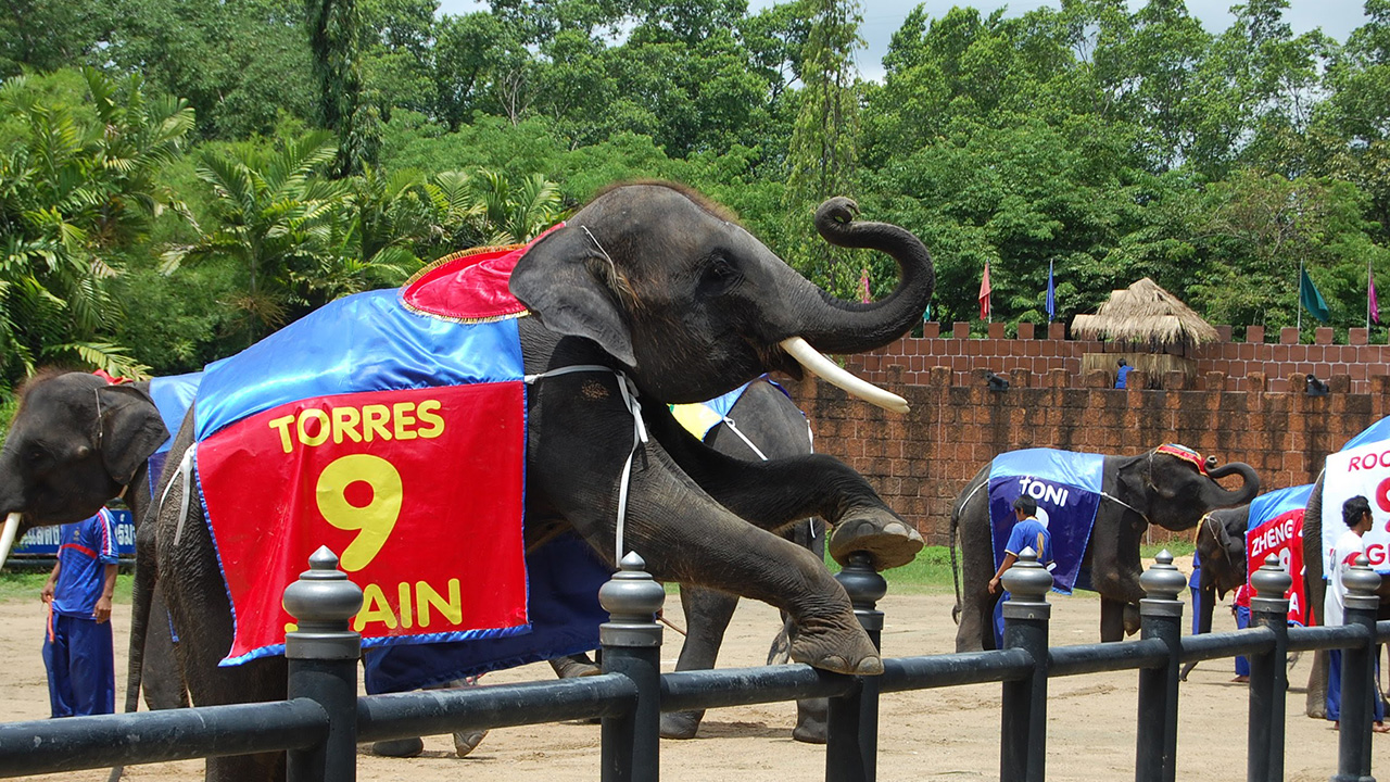 การแสดงช้างประกอบเสียง Elephant Theme Show