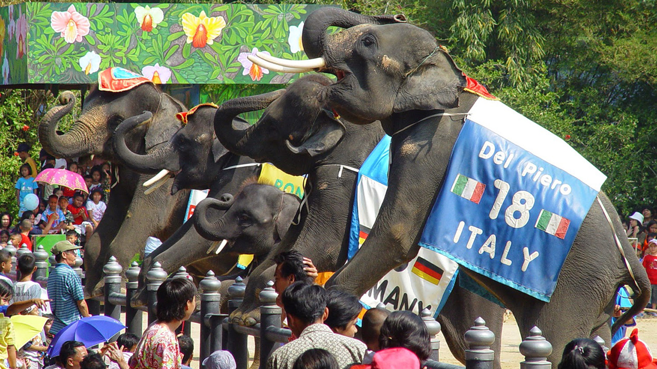 การแสดงช้างประกอบเสียง Elephant Theme Show