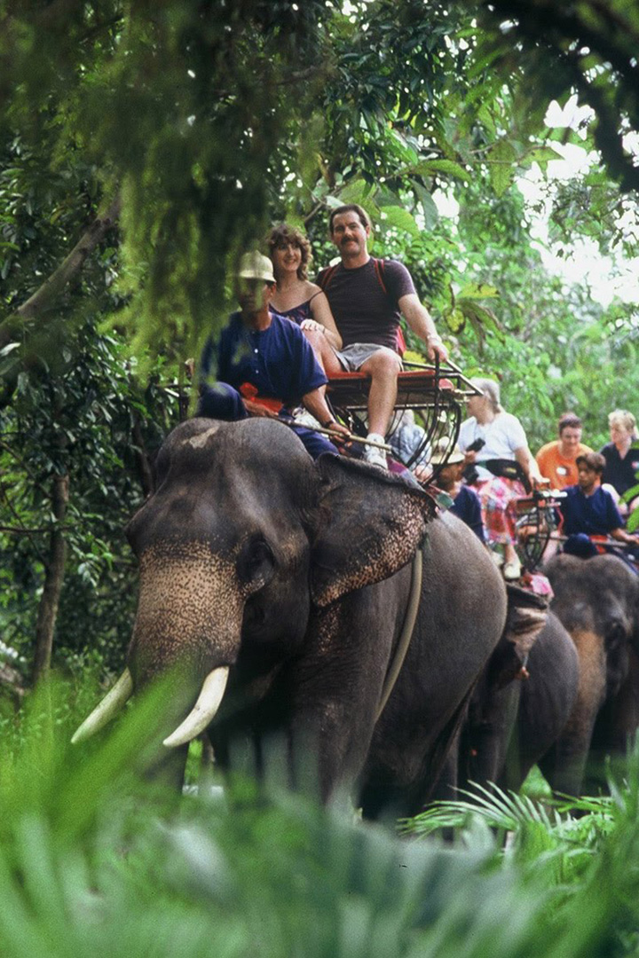 Journey through a lush tropical garden on an elephant’s back