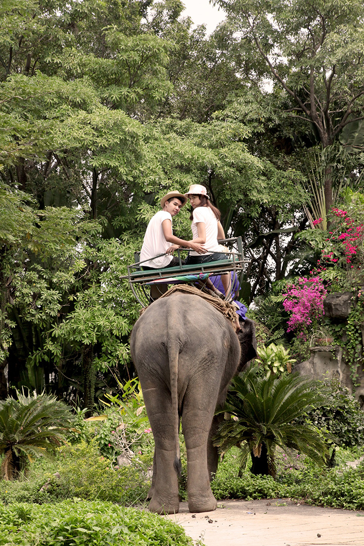 Journey through a lush tropical garden on an elephant’s back